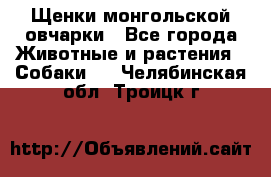 Щенки монгольской овчарки - Все города Животные и растения » Собаки   . Челябинская обл.,Троицк г.